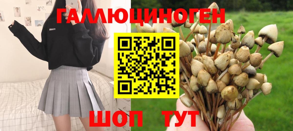 Псилоцибиновые грибы Psilocybine cubensis Камышин